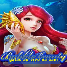 gatas ao vivo na cam